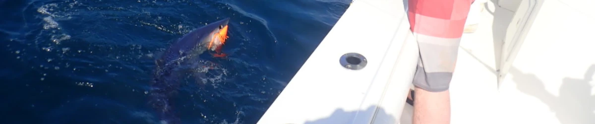 Close-up of an angler landing a mako shark