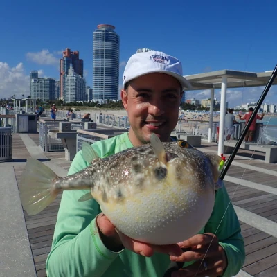 An angler holding a pufferfish that he caught from the Miami pier 