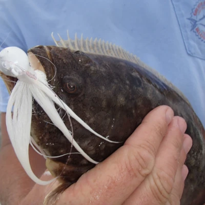 Close-up of a fluke that has been caught with a white bucktail