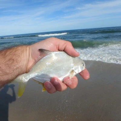 A pompano fish in a man's hand with the beach int eh background