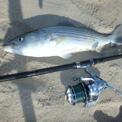 A striped bass laying in the sand with a fishing rod & reel