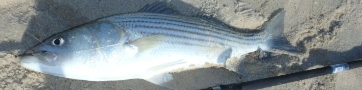 Close-up of a striped bass on the sand