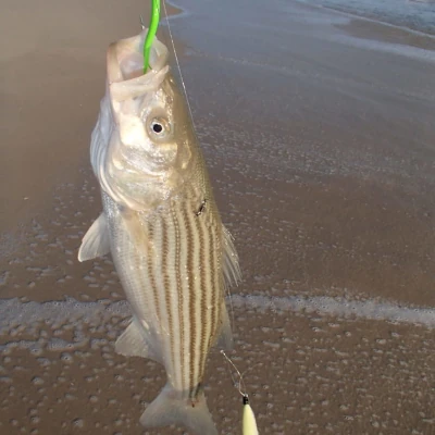 Close-up of a striped bass caught by a sand eel rig