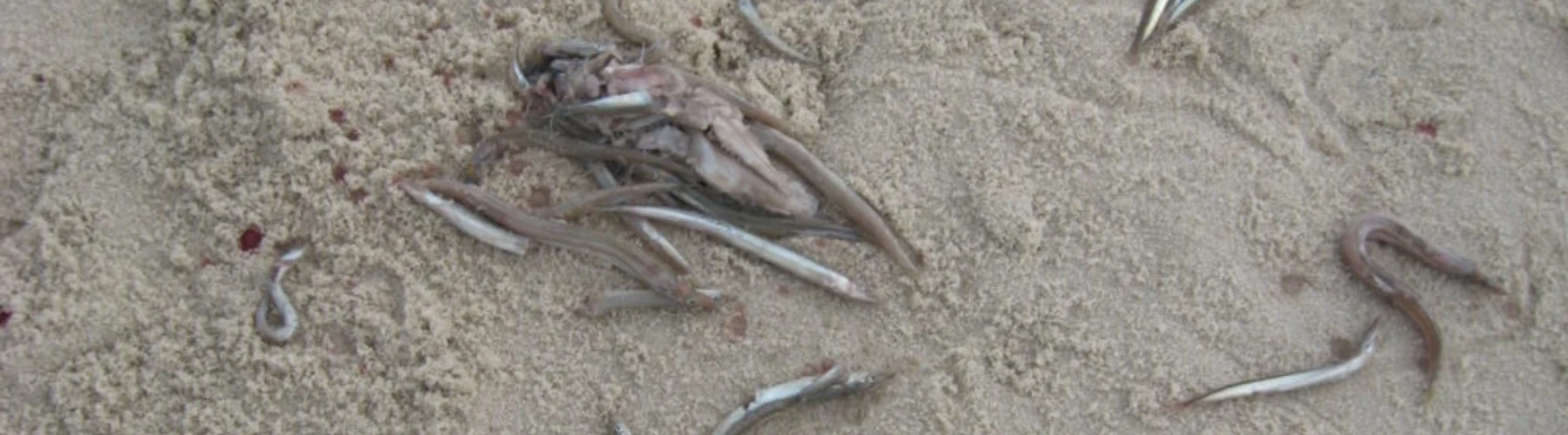 Sand eels in the sand