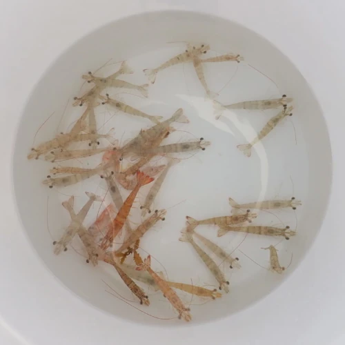 Shrimp in a bucket