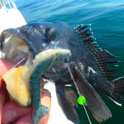 Close-up of a seabass that has been caught