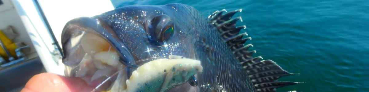 Close-up of a seabass that has been caught