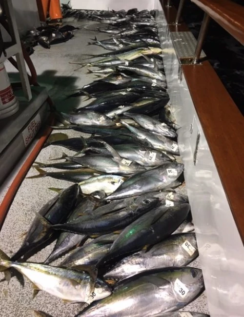 Boat with yellowfin, yellowtail, and dorado all along the floor