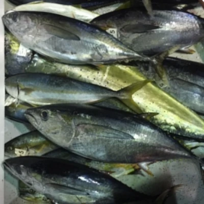 Close-up of yellowfin, yellowtail, and dorado