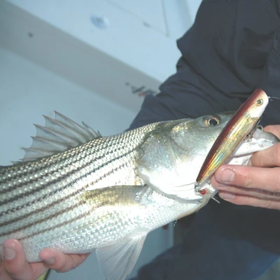Close-up of an angler holding a striper with a popper lure in its mouth