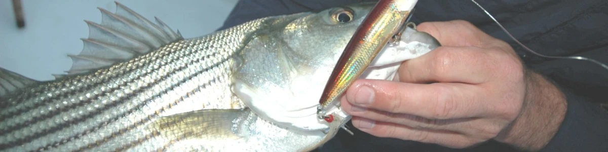 Close-up of an angler holding a striper with a popper lure in its mouth