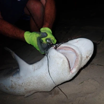 An angler using grips to hold a shark on the beach