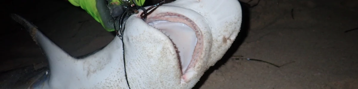 Close-up of a shark viewed from the bottom