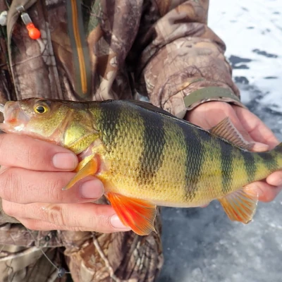 An angler on the ice holding a perch