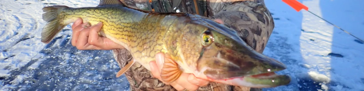 Close-up of an angler holding a pickerel