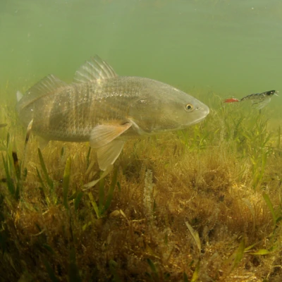 A fish underwater about to bite a lure