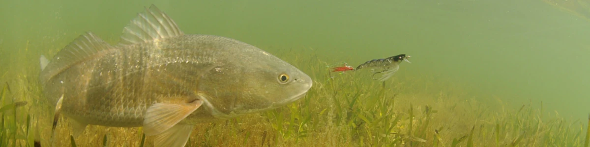 Close-up of a fish underwater about to bite a lure