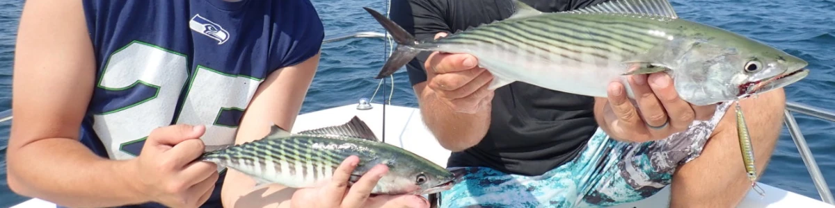 Close-up of two anglers holding bonito fish