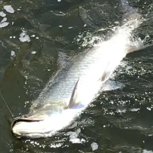 Landing a tarpon