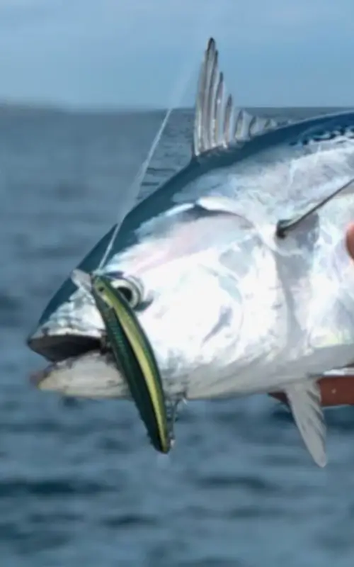 A fish with a lure in its mouth