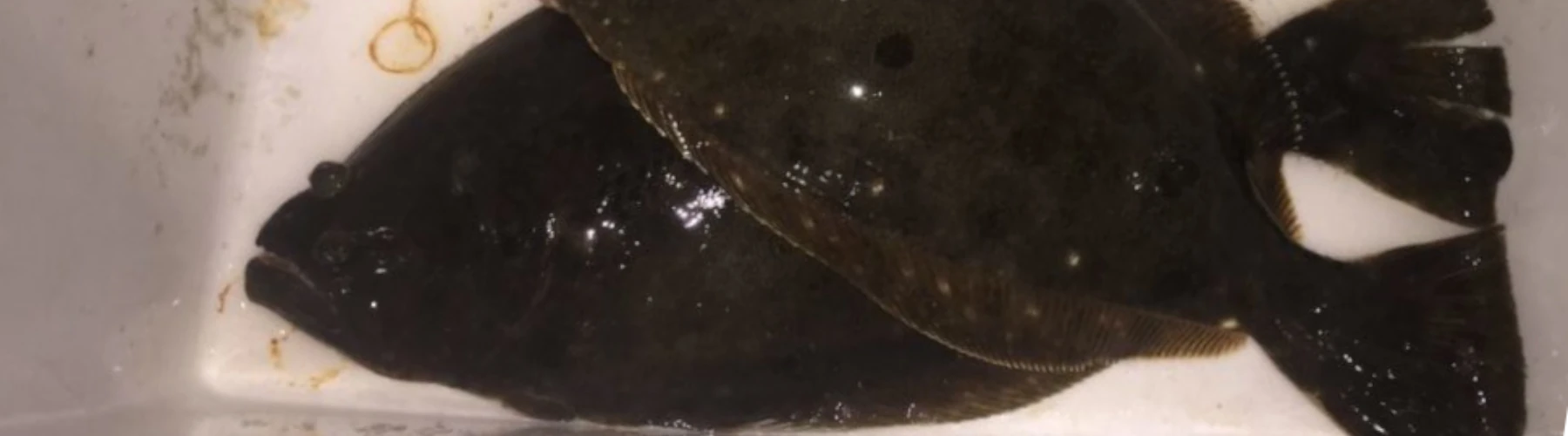 Two Fluke fish in a cooler