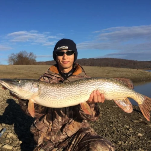 An angler kneeling and holding a large pike