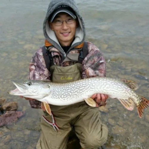 An angler kneeling in the water and holding a large pike