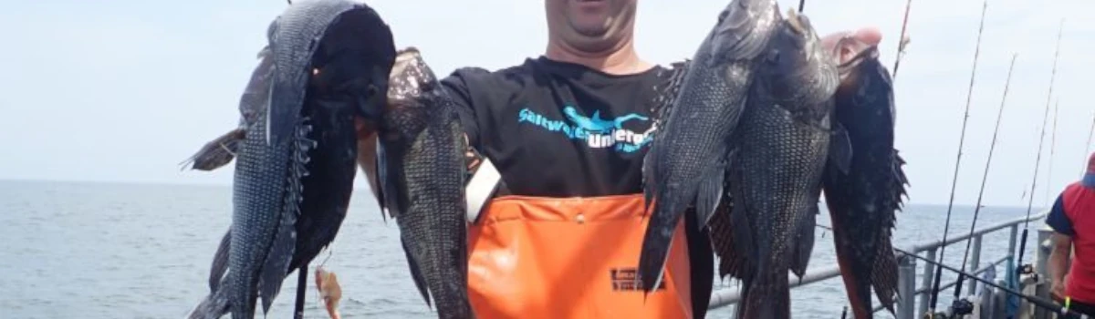 Close-up of man holding a several sea bass