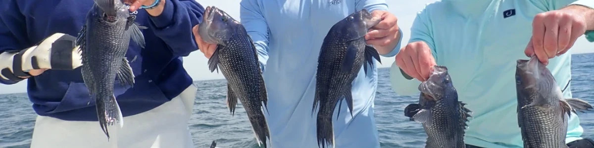 Close-up of 4 men holding Sea Bass