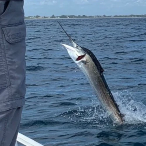 A fish jumping out of the water