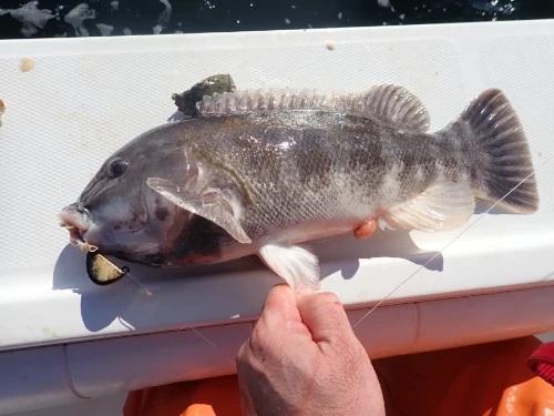 A tog fish laying on top of a cooler with a jig in its mouth