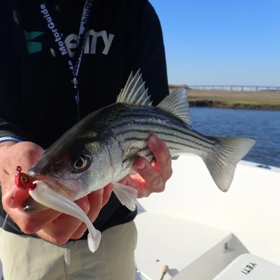A man holding a striped bass fish with a soft bait on a jig head it its mouth