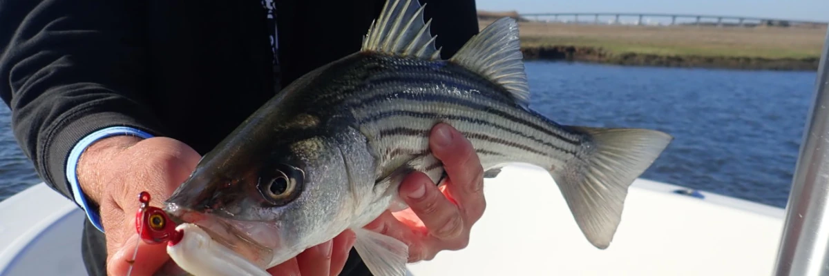 Close-up of a man holding a Striped Bass