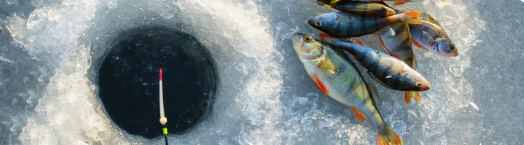 An ice fishing hole with several perch laying nearby