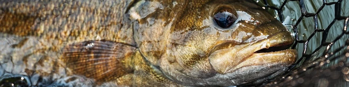 Close-up of a Bass in a net. Image provided by user: skinnywater_drifter