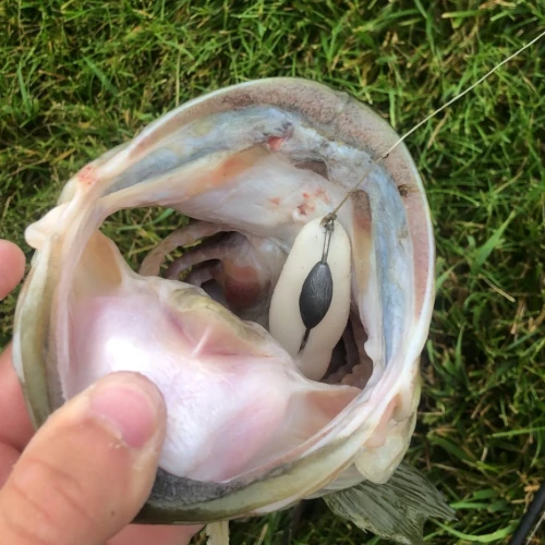 Bass on a Z-Man ChatterBait JackHammer with MinnowZ. Image provided by user: redfishjesse