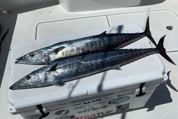 Wahoo image provided by user godeepoc