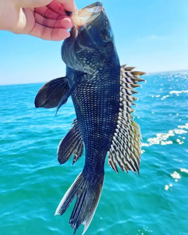 Black Sea Bass Tips & Tackle TackleDirect