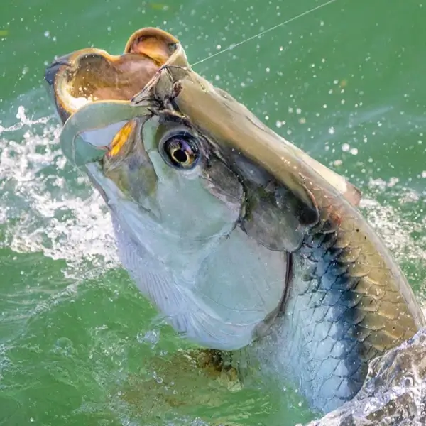 bassmaster free tackle bag Amazon.com : Lew's MACH Tackle Bag, Black/Gray/Green : Sports & Outdoors