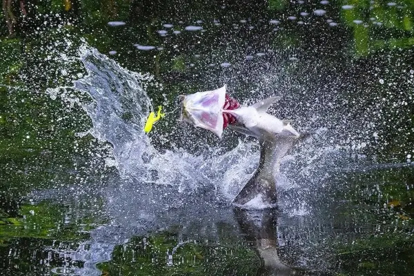 Splashing Tarpon image provided by Saltwater Experience