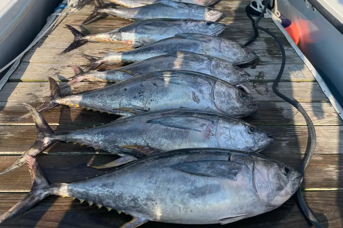 Tuna Image provided by user @just_n_tyme_guide_service