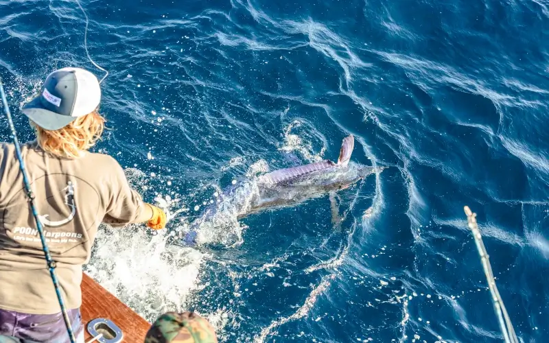White Marlin Image provided by user @gh_fishing26