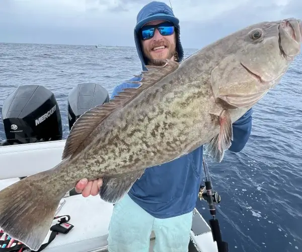 Grouper image provided by user @saltwater_celebrity