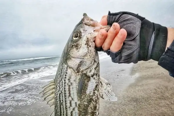 Striped bass image provided by user @greggkelly49