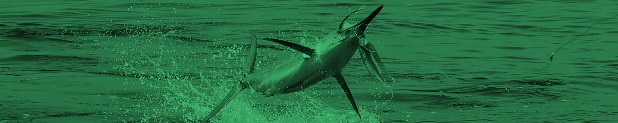 Billfish Essential Gear