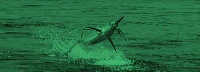 Billfish Essential Gear