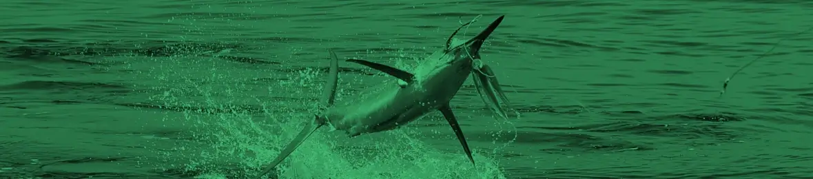 Billfish Essential Gear