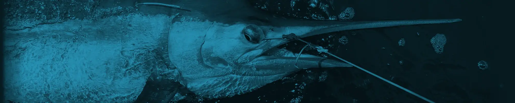 Blue Marlin Trolling Gear
