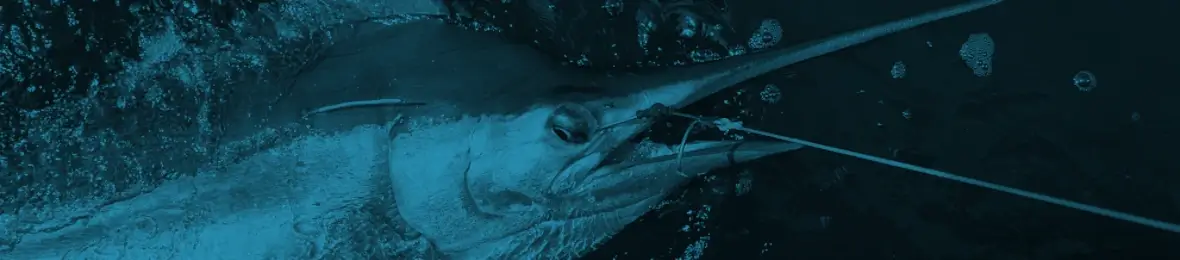 Blue Marlin Trolling Gear