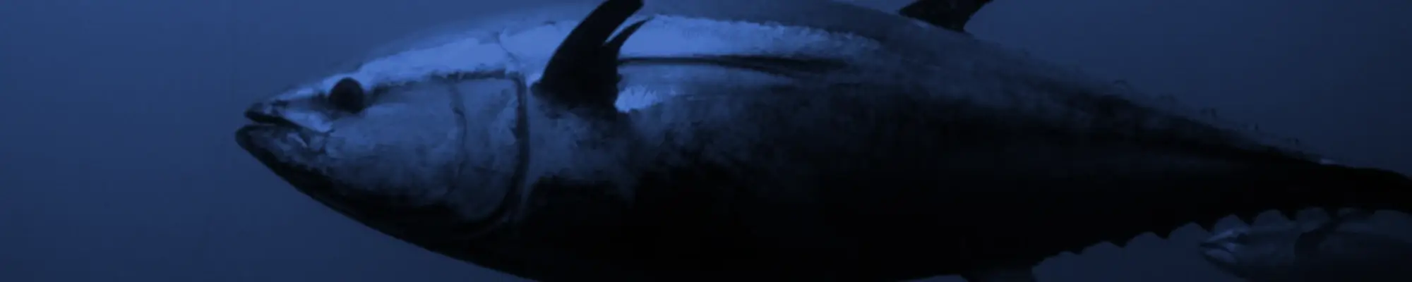 Bluefin Popping Gear